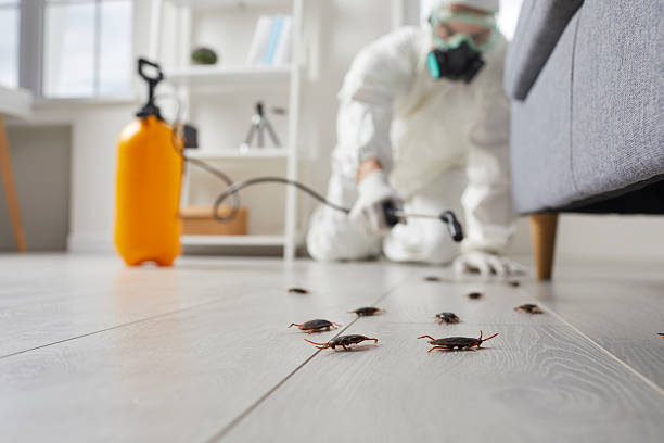 Commercial Rodent Management in Shiner